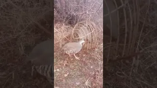 Дар кух санчиши сурак бо кабги шикори