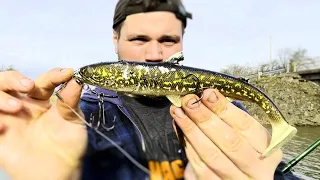 PIKE EAT PIKE! This Lure got DESTROYED!