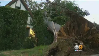 Powerful Winds Leave Thousands Without Power, Topple Trees Across Southland