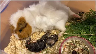 Роды морской свинки, что-то пошло не так/ Guinea pig giving birth, something went wrong