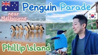 Day Trip from Melbourne - Mini Penguin Parade & Koala Reserve | Aussie Fish & Chips (Phillip Island)