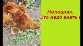 Цыплята после 2-х месяцев. Как содержим ? Чем кормим ? Надо ли пропаивать?   Chicks after two months