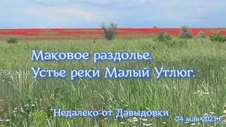 Маковое раздолье в устье Малого Утлюга.