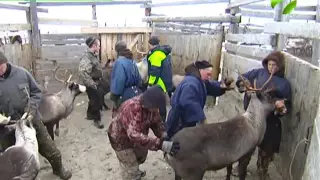 К забою всё готово. В Приуралье забой оленей уже начался, остальные районы готовятся