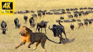 4K African Animals: Wildlife Kingdom of Serengeti National Park With Real Sounds & Relaxing Nature