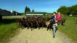 reportage : les chèvres de Julia