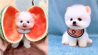 Cute and Funny Pomeranian Videos 71 #Shorts