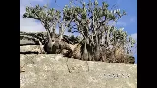 Pachypodium rosulatum  + v. gracilius  Vidéo 511 - 2016 Madagascar