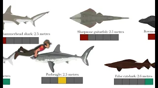 Shark size comparison (final)