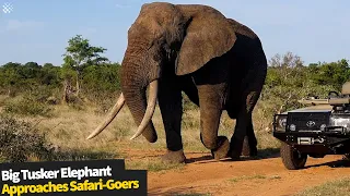 Big Tusker Elephant Shows Off His HUGE Size To Sarafi-Goers In South Africa