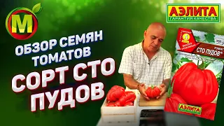 🍅 Обзор СЕМЯН ТОМАТОВ для 2021 года. СОРТ СТО ПУДОВ.