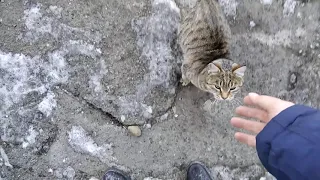 Русский кот !  Russian cat !