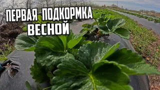 Клубника первая подкормка весной