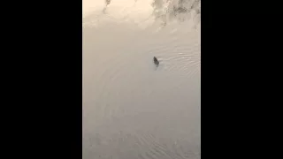 "RAT?" swimming