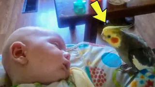Cockatiel Kisses And Sings To Sleeping Baby