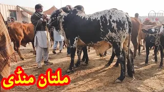 Multan Cow Mandi me Kubsuraat Mall part#2 Qurbani 2021 k janwar 31January ki latest update on Sunday