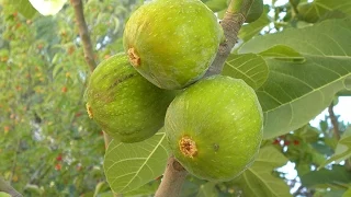 Growing Figs in Containers