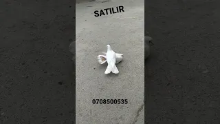 GÖYƏRÇİNLƏR SATILIR