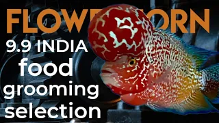 flowerhorn fish | flowerhorn grooming 9.9 India | ADF | flowerhorn fish food | flowerhorn