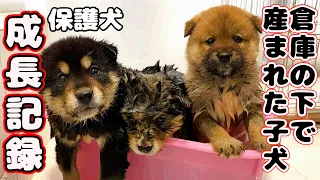 【子犬　保護犬】倉庫の下が住処だった野犬の子犬　成長日記