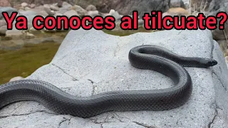 serpiente rey negra "tilcuate"