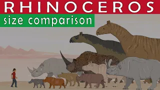 RHINOCEROS SIZE COMPARISON | Living and Extinct Rhinos
