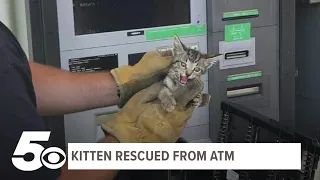 Stray kitten stuck in ATM saved by firefighters