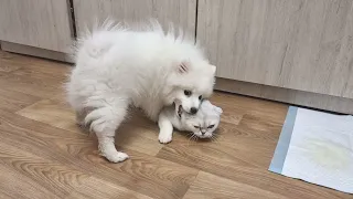 Cats shocked by puppy's behavior