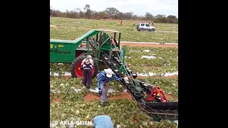 This harvester allows a small group of people to collect thousands of watermelons per day.