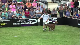 Flying Disc 2nd Place - Incredible Dog Challenge 2015 Gray Summit, MO