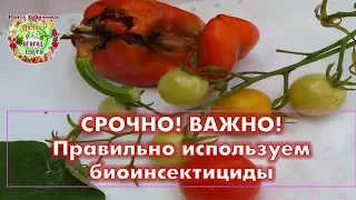 СРОЧНО! ВАЖНО! Правильно используем биоинсектициды