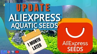 UPDATE of ALIEXPRESS AQUATIC SEEDS - 1 month later