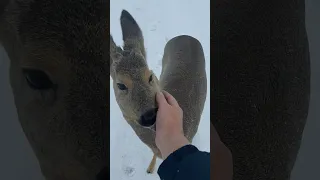 Косуля. Неожиданная встреча.