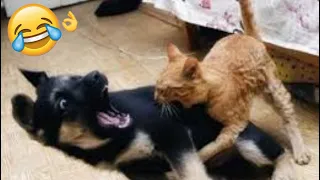 Funny Animal Videos 2023 🤣 - Funny Cats And Dogs Videos 😺🐶😍