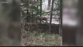 Deer with crooked neck spotted in St. Maries