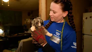 114 dogs rescued from a high-volume breeder in North Carolina