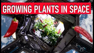 HOW NASA GROWS PLANTS IN SPACE