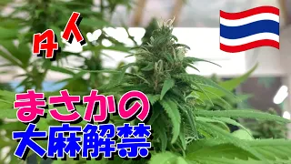 [タイ生活]大麻解禁( ´∀｀ )