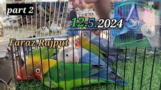 budgies# video korangi #Dhai number update answer French# and Fisher🦜