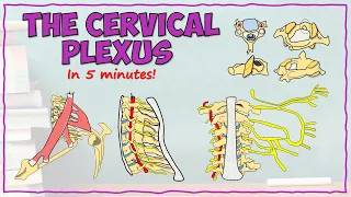 Anatomy of the Cervical Plexus