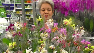 МИНИ Орхидеи, МУЛЬТИФЛОРЫ и СТАНДАРТ 😊💮💐 с НАЗВАНИЯМИ от JMP  в Леруа Мерлен  😊💮💐 398 - 655 руб