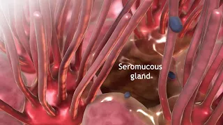 seromucous glands