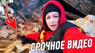 Спасаю Алису в заброшке! Две ночи ищу кошку! Что сделали чужие собаки с Кисой Алисой?!