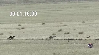 Jornadas de caza con galgos en Castilla y Leon