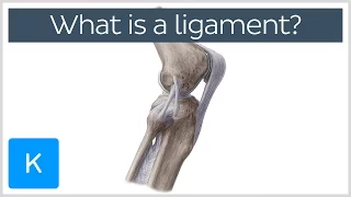 What Is a Ligament? Definition and Overview - Human Anatomy | Kenhub