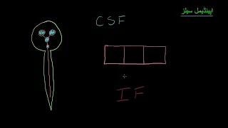 Ependymal cells  | Nervous system physiology |  NCLEX RN |  Khan Academy Urdu