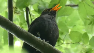 Chant du Merle Noir au Printemps 🍀 Le Merle Noir -  un hymne au printemps