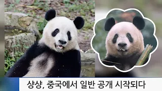 우에노 샹샹, 중국 반환 8개월 만에 일반 공개 시작되다