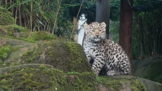 Cute  Baby Amur Leopard Cubs @ Colchester Zoo