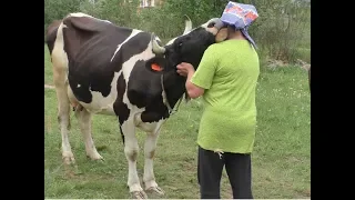 Благоустройство коровника. Вентиляция и слив в коровнике. Новости о Стрекозе